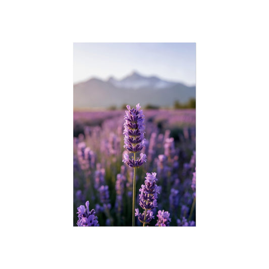 Lavender Field