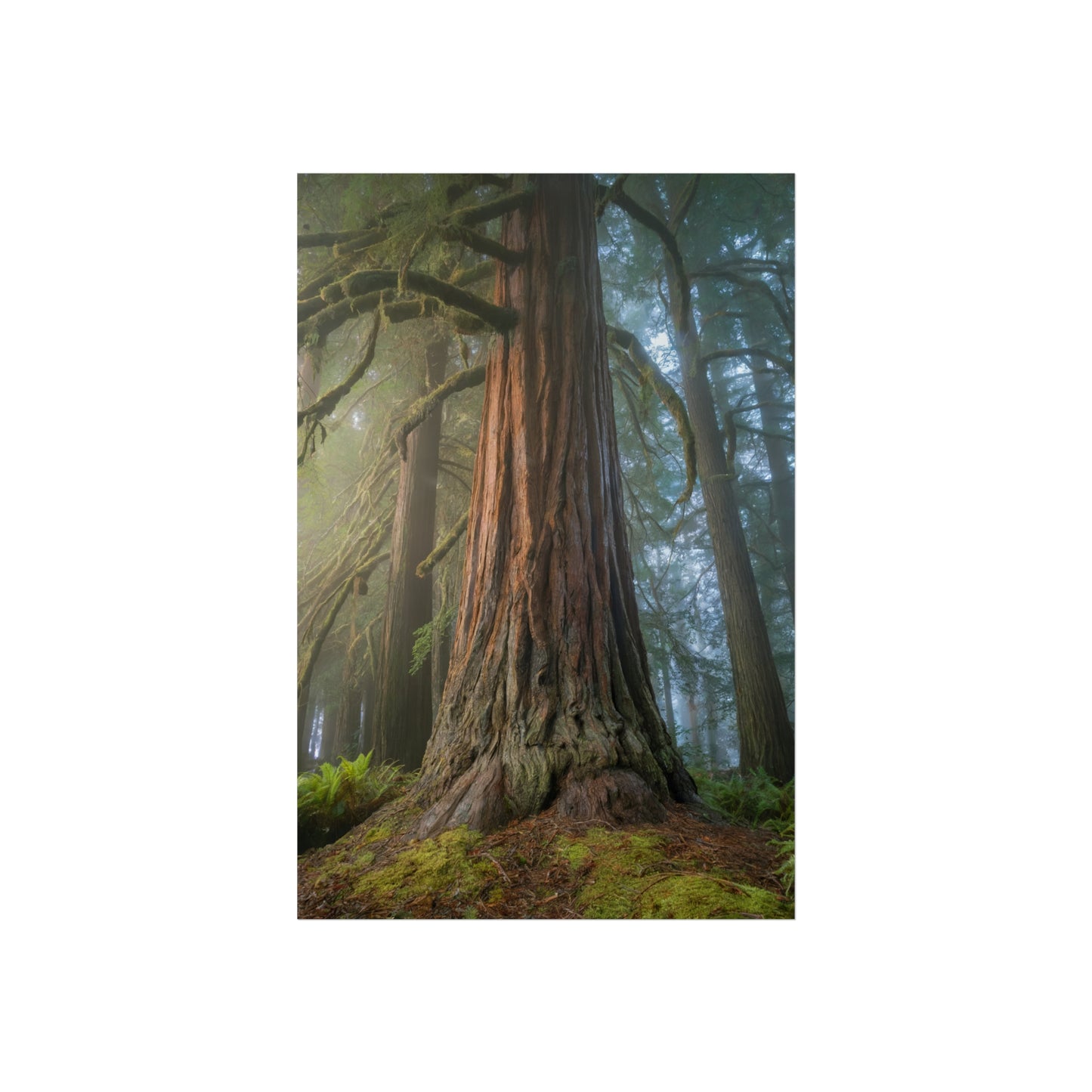 Majestic Forest
