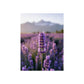 Lavender Field