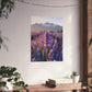 Lavender Field