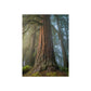 Majestic Forest