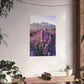 Lavender Field