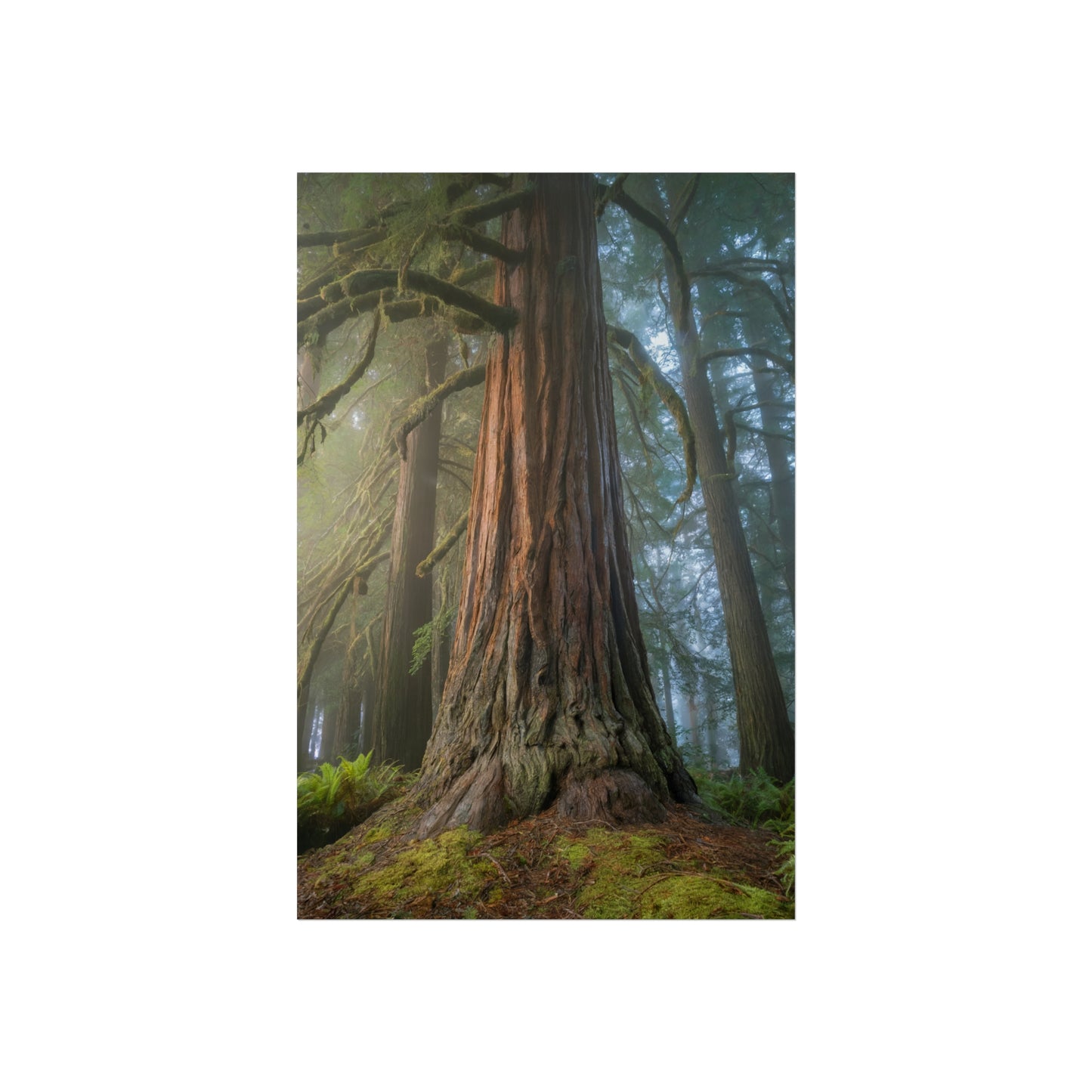 Majestic Forest