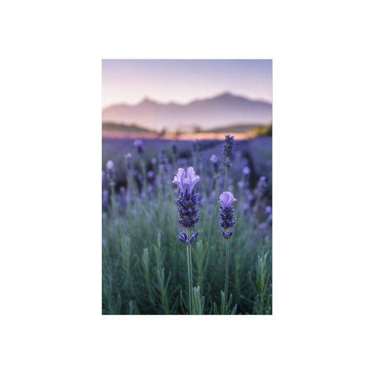 Lavender Landscape