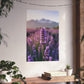 Lavender Field